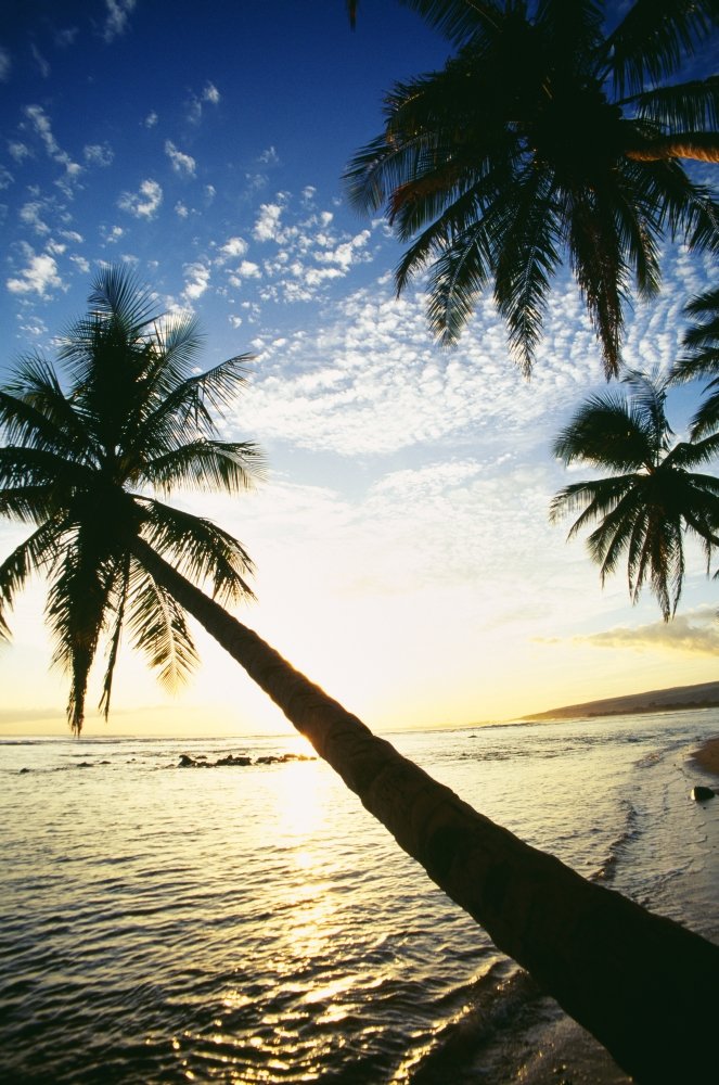 Posterazzi Hawaii Kauai Waimea Tall Palm Over Ocean At Sunset Bright Golden Reflections Poster Print, (12 x 19)