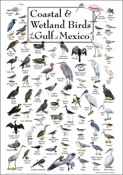 Earth Sky + Water, Coastal & Wetland Birds of the Gulf of Mexico Posters