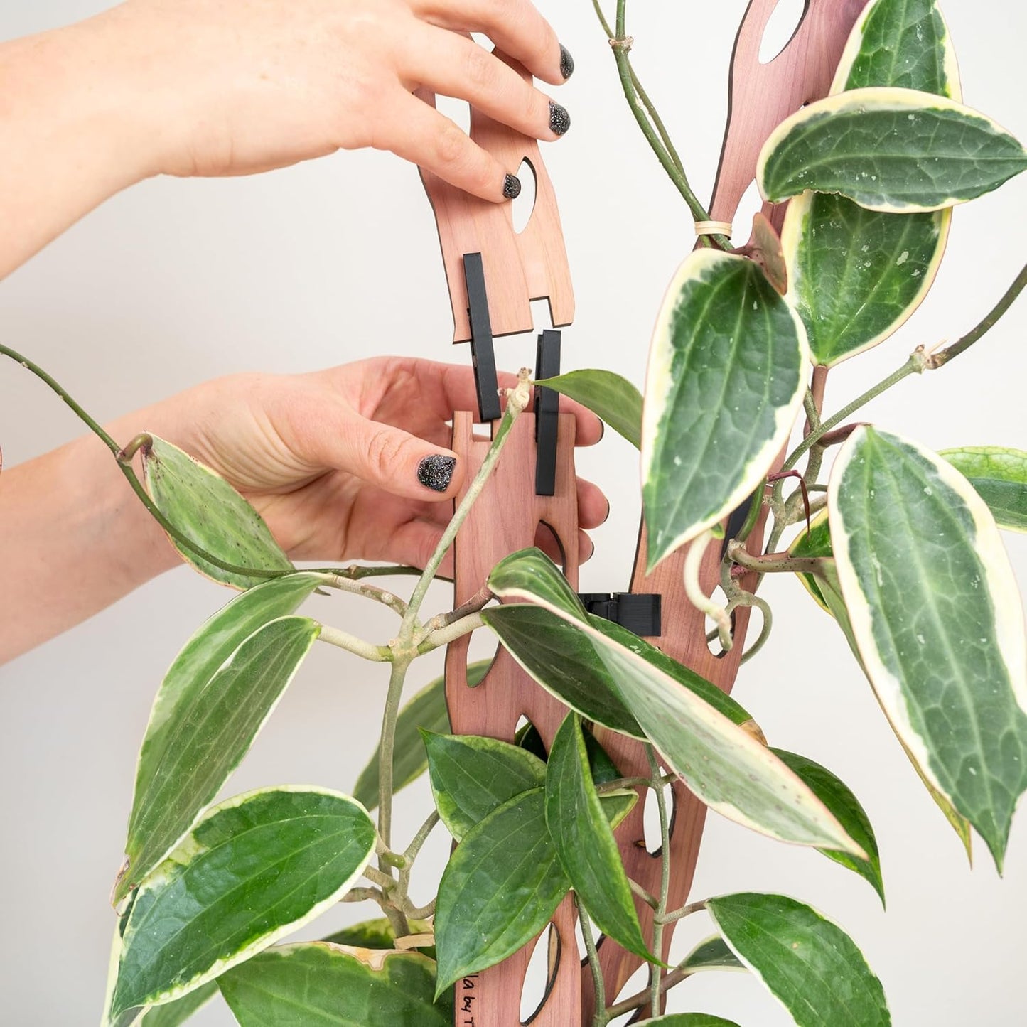 Treleaf Zella Regular Extension Kit (2 Extensions) - Wooden Extendable Plant Trellis for Indoor Climbing Houseplants - Modular Plant Support