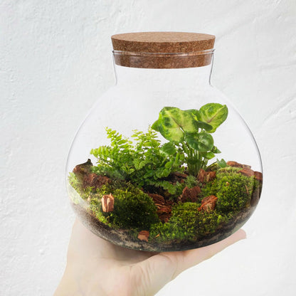 Glass Terrarium Bottle with Cork Lid, Round Jar for Micro Landscape DIY Plant Terrarium Moss Crafts Home Decor Kitchen Storage Container, 5.90X6.29X5.90 Inch