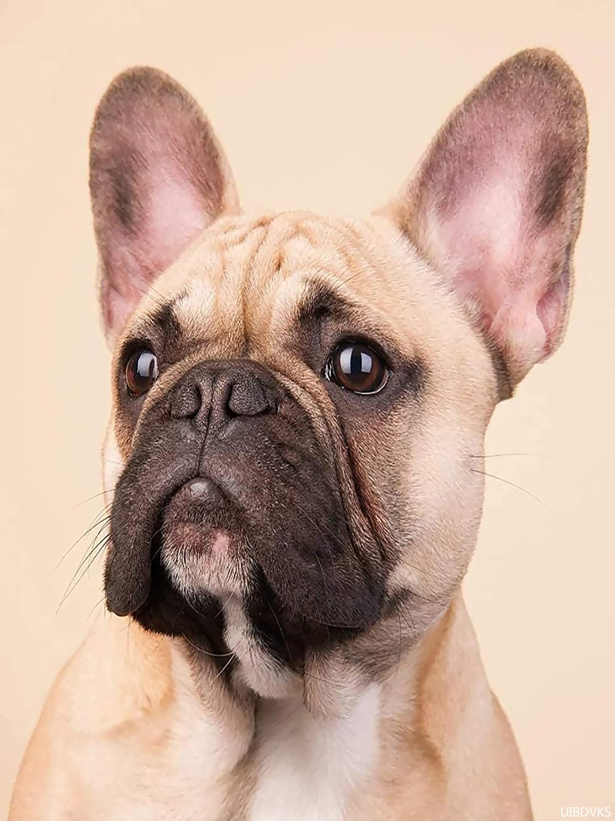 French Bulldog DIY 5D Diamond Painting Kit for Adults Beginner Animal Round Full Drill Resin Beads Diamond Dots Art Craft Home Wall Decoration Set 12x16 inch
