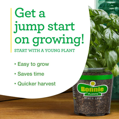 19.3 oz. 4-pack Bonnie Plants Big Beef Tomato