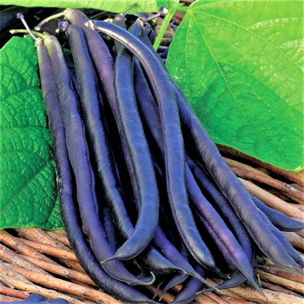 100 Count Pack Country Royal Burgundy Bush Bean Seeds - Seed - Eye-catching, Vigorous and Quick to Pick - Creek LLC