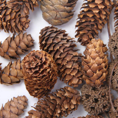 Apol Total 200 Pcs Natural Mini Pinecones Maple Fruit Ornament Set for Vase Fillers Photo Props DIY Home House Christmas Decoration Craft