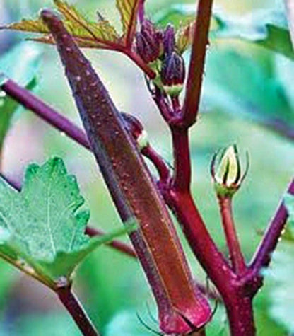 (25+Seeds), Onion, Short Day, Burgandy Red Onion Seed, Heirloom, Non-GMO, Excellent Slicing Variety for Salads