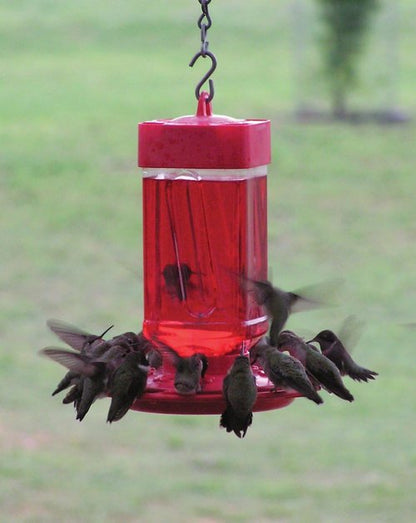 First Nature 32-Ounce Hummingbird Feeder - Easy Fill Wide-Mouth Reservoir & Two-Part Base