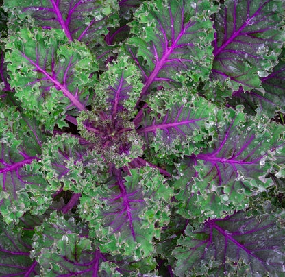 Axel's Garden Seeds 2 Packets Red Russian Kale Seeds for Planting Plant & Grow Heirloom Non GMO Red Russian Kale