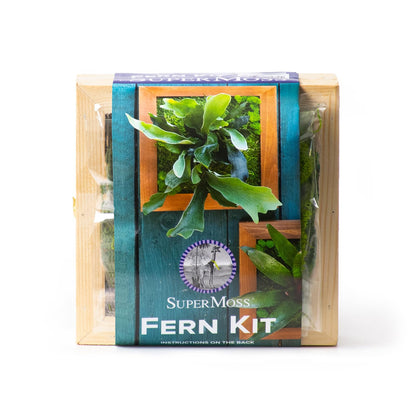 SuperMoss (90471) Mounted Fern Kit DIY - Create Your Own Living Wall Art, Customizable Wooden Frame with Moss, Ideal for Indoor & Outdoor Plant Decor, Kitchen, Balcony, & Home Office, 6” x 6”, Natural