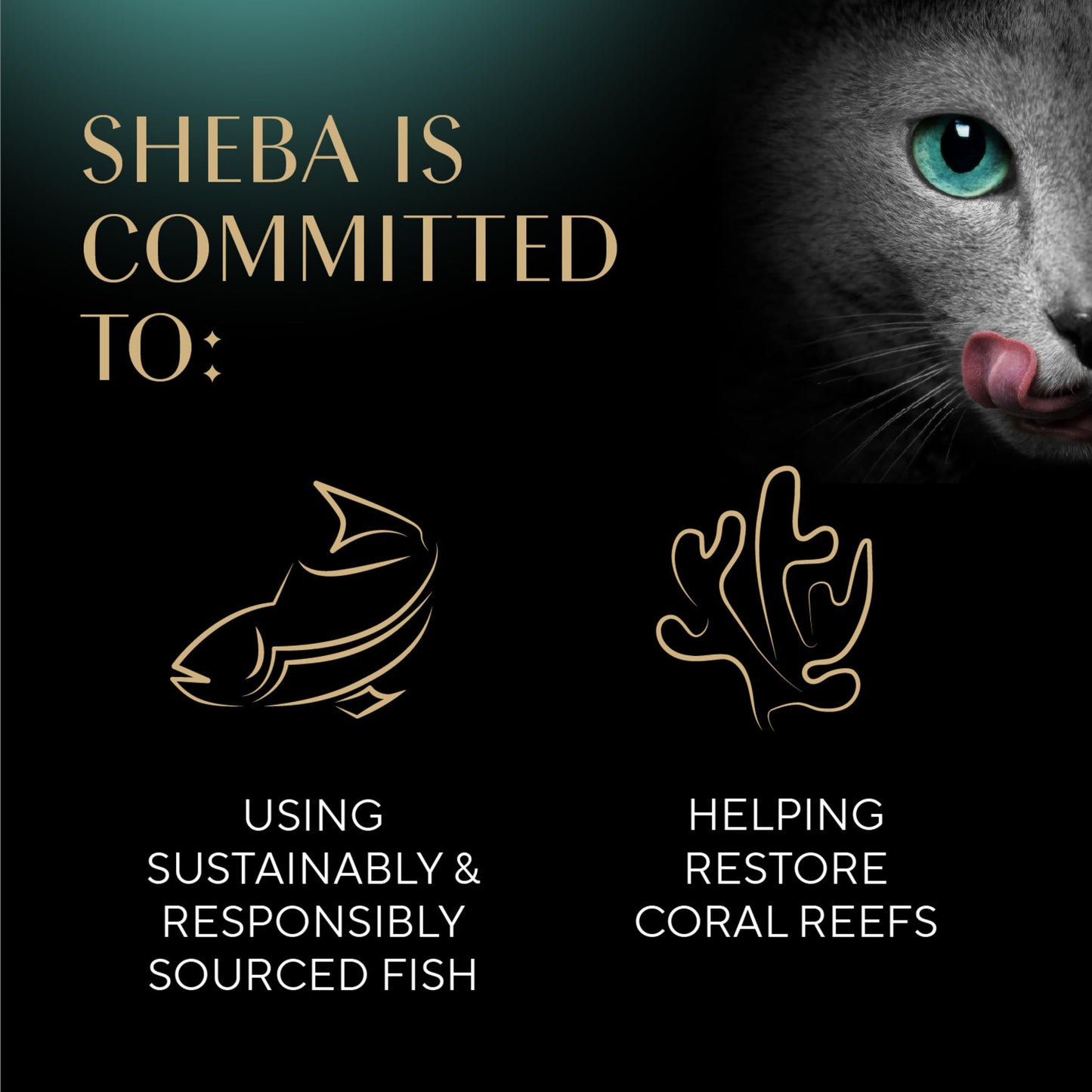 Sheba Perfect Portions Wet Cat Food Cuts in Gravy Variety Pack, Roasted Chicken Entree, with Sustainable Tuna, and Tender Turkey Entree, 2.6 oz. Twin-Pack Trays (36 Count, 72 Servings)