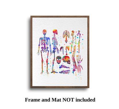 Dignovel Studios 8X10 Unframed Skeletal System Human Skeleton Body Anatomy Medical Medicine Science Watercolor Art Print Poster Wall Nursery Kids Office Home Decor DN574
