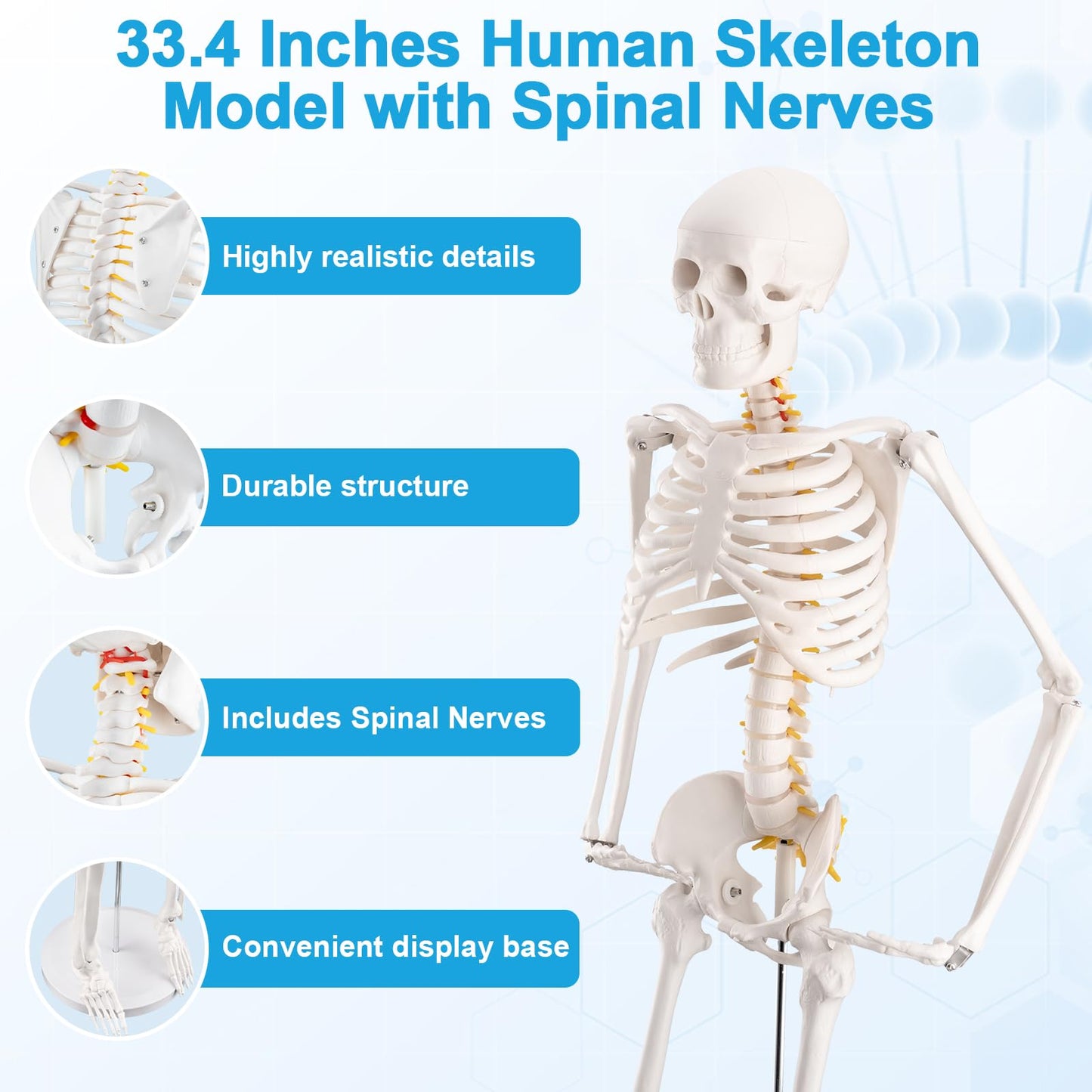 TYRRDE 33.4-Inch Human Skeleton Model – Mini Skeleton Anatomy Model with Nerves, Removable Arms & Legs, Scientific Study Painted Skeleton Model for Clear, Realistic Details with Display Base (Beige)