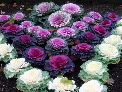 KIRA SEEDS Seeds Flowering Kale Large Leaf Mix - Heirloom Vegetable - GMO Free