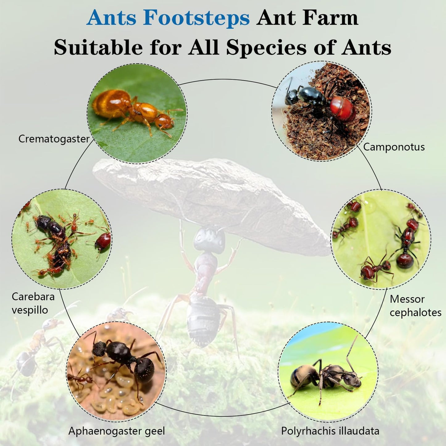 Ant Farm Nest Science DIY Terrarium Kit Care for Live Ants Ant Habitat with Water Tower Nurturing Room and Comprehensive Observation-Set 1