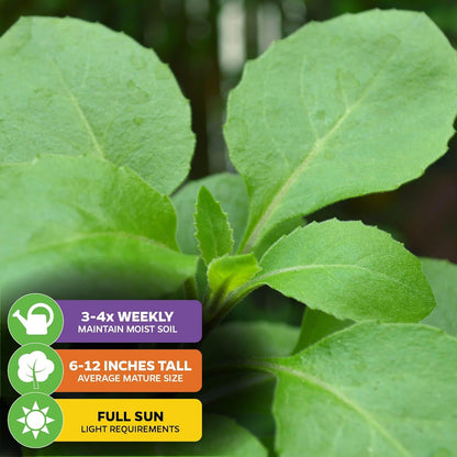 (2-Pack) Longevity Spinach Live Plant - Gynura procumbens - Wellspring Gardens Nutrient-Rich Live Vegetable Plants