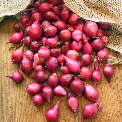 Sets (Bulbs) 1 Set 2026 TomorrowSeeds - Karmen Red Onion Seeds - Pound - Variable Sizes - for Planting Gardening Sweet