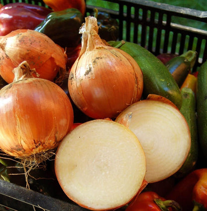 Sets (Bulbs) 25+ Count 2026 TomorrowSeeds - Super Sweet Candy Onion Seeds - - for Planting Gardening Noon Intermediate