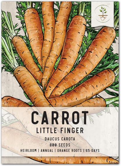 (1 Pack) Seed Needs Carrot Seeds for Planting Little Finger Carrots - Non-GMO Heirloom & Untreated Vegetable Seeds