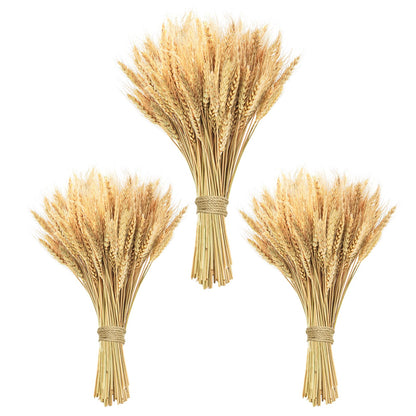 Phliofd 300 Stems Natural Dried Wheat Stalks, 18 inches Dried Wheat Grass Bundle Wheat Sheaves Wreath for Flowers Arrangement Wedding Table Centerpieces Home Kitchen Office DIY Party Décor