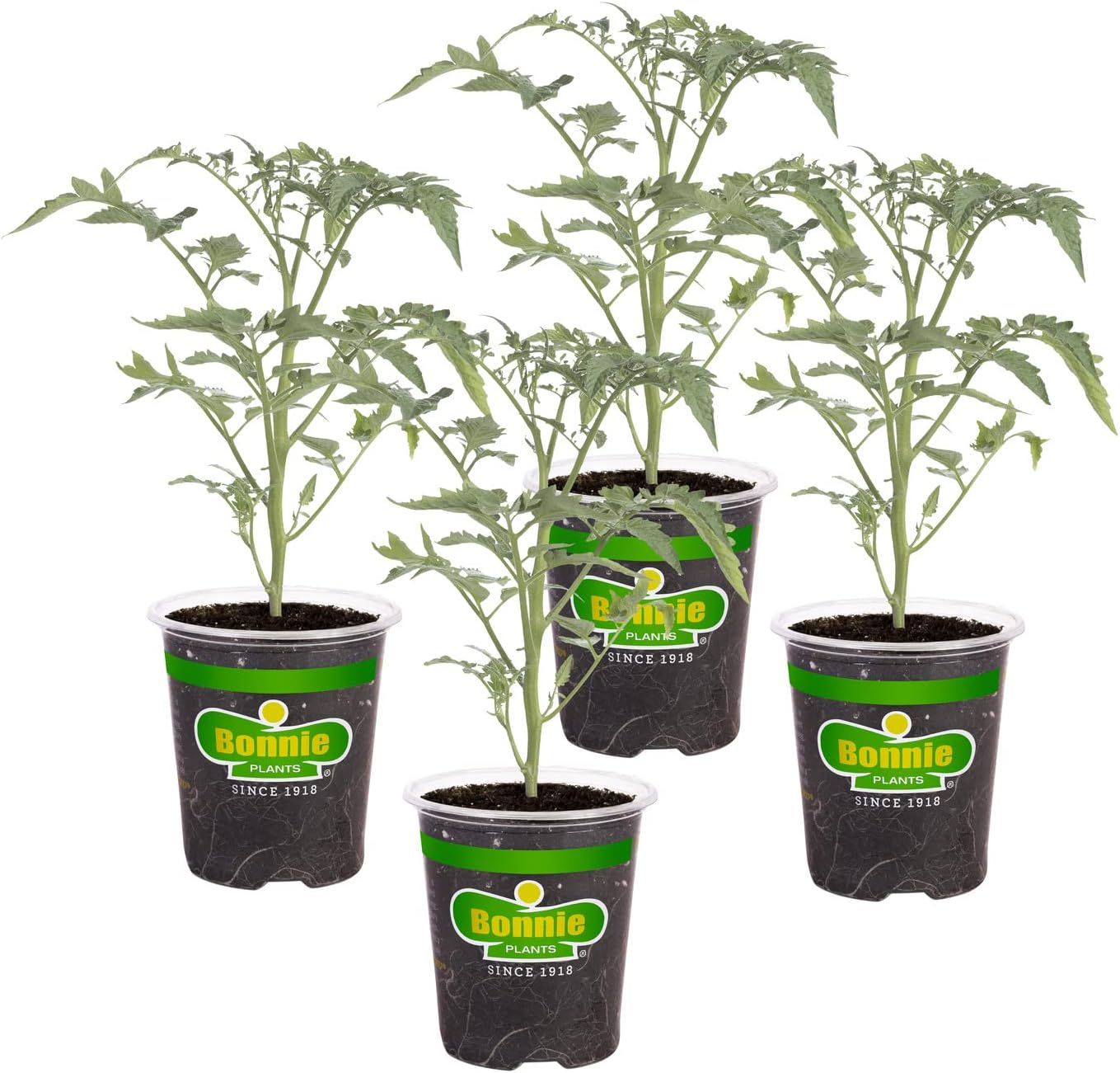 19.3 oz., 4-Pack, Bonnie Plants Black Cherry Tomato, Live Plants