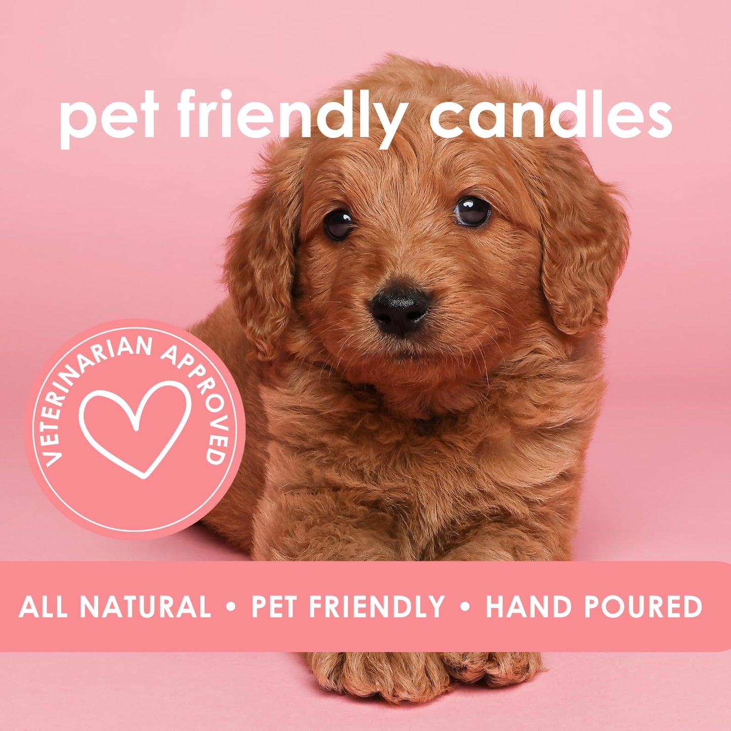 Pet Safe Candle for Dogs | Non Toxic Coconut Apricot Wax Candle | Clean Burning, Paraffin-Free | Pet Odor Eliminating Home Fragrance | Pumpkin Spice | 4 oz