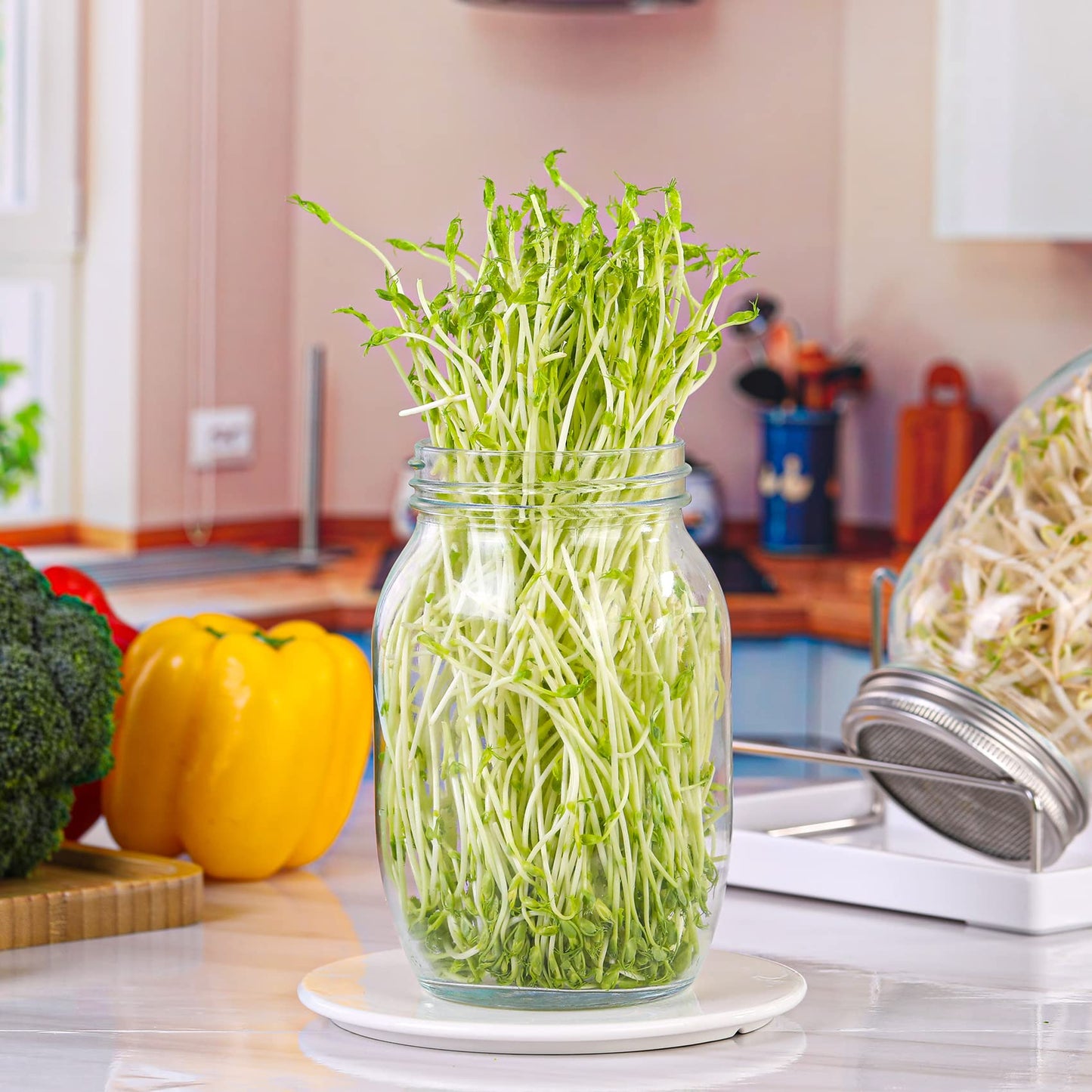 Premium Sprouting Jar Kit 2Pcs Large Wide Mouth Mason Jars With Screen Sprout Lid,Sprouting Jar Stand,Tray,Blackout Sleeves,-Seed Sprouting Kit For Growing Mung beans,Broccoli