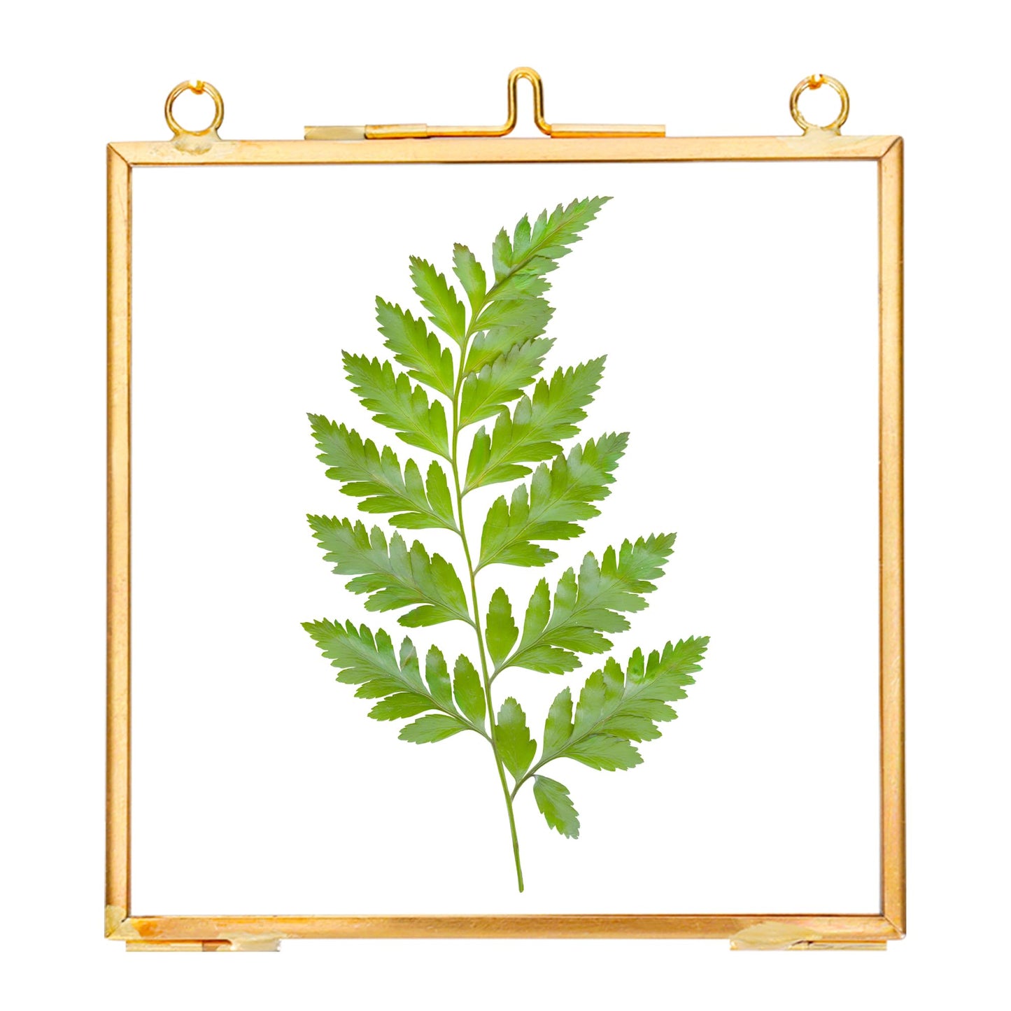 REDHUGO Glass Pressed Flower Frames,Vintage Hanging Picture Frames with Chain,Handmade Brass Floating Picture Frame,Plant Specimen Wall Ornament Display Artwork DIY Family Photo,Square,Gold,4x4 Inches