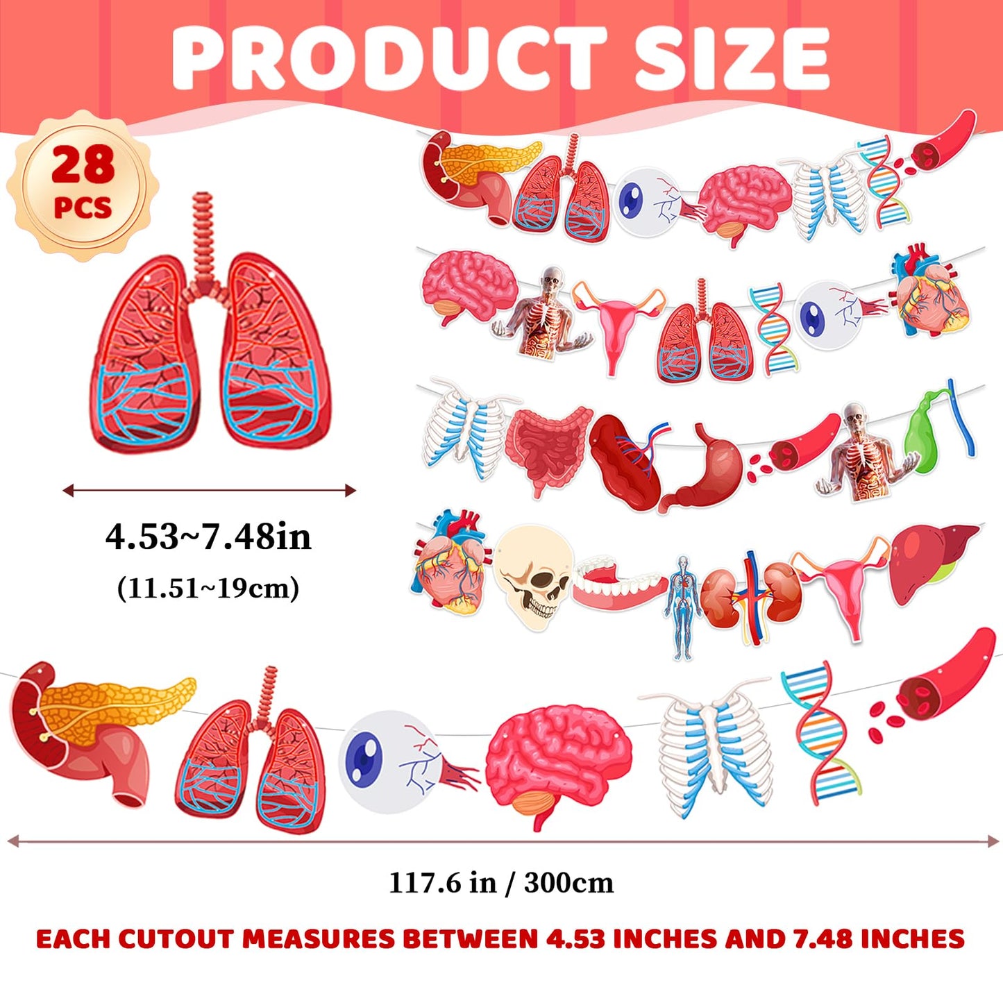 4 Strings 28 Pcs Anatomy Themed Hanging Banner, Human Body Parts Educational Cutouts Garland for Classroom Decorations, Science Party Supplies, School Learning Tools, and Medical Office Decor