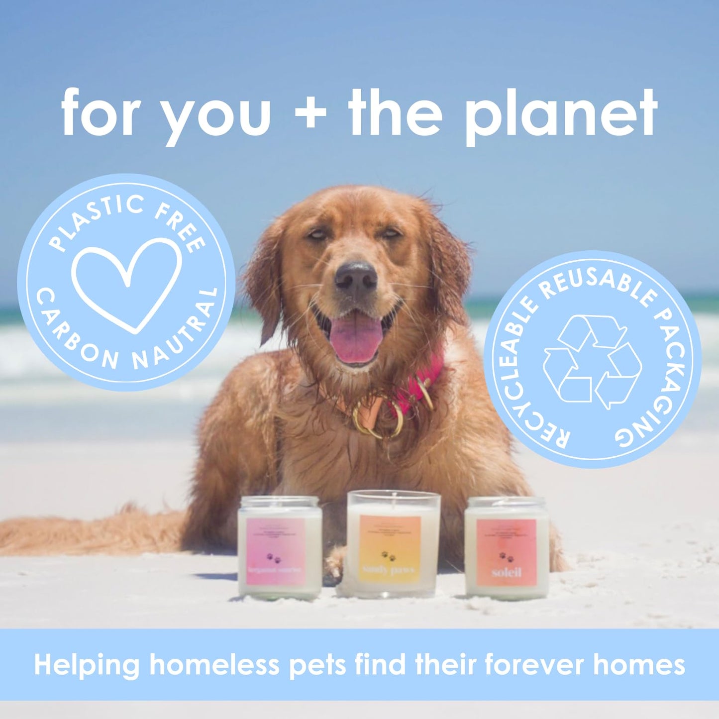 Pet Safe Candle for Dogs | Non Toxic Coconut Apricot Wax Candle | Clean Burning, Paraffin-Free | Pet Odor Eliminating Home Fragrance | 9 oz (Bergamot Sunrise)