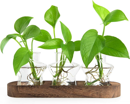 ohohFLOWER Plant Propagation Stations, Plant Lover Gift, Star Shaped Glass Vase with Wooden Stand for Propagating