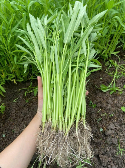 Generic 1000+ Organic Water Spinach Seeds Kangkong, Ong Choy, Rau Muong Heirloom, Non-GMO, USA Grown - Asian Vegetable