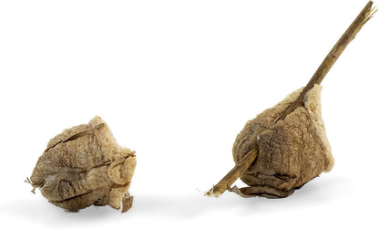 BioLogic Company, Inc. 2 Praying Mantis Egg Cases - Extra Large Cases