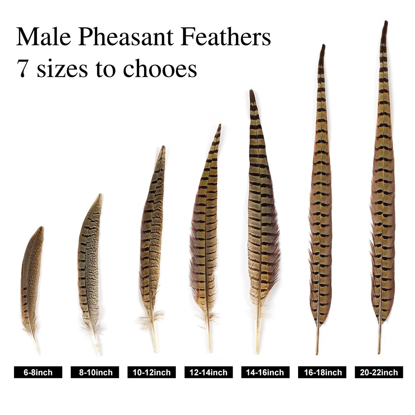 MAOFENG 12pcs Natural Feathers Male Ringneck Pheasant Tails Feathers 8-10inch 20-25cm for Crafts Wedding Party Performance Home DIY Decoration,Male Pheasant Feathers