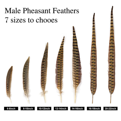MAOFENG 12pcs Natural Feathers Male Ringneck Pheasant Tails Feathers 10-12inch 25-30cm for Crafts Wedding Party Performance Home DIY Decoration,Male Pheasant Feathers