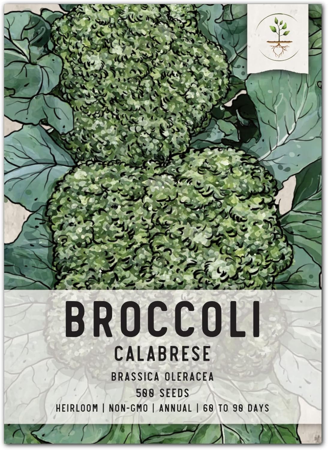 500 (1 Pack) Seed Needs, Calabrese Broccoli Seeds - Heirloom Seeds for Planting Brassica oleracea - Non-GMO & Untreated