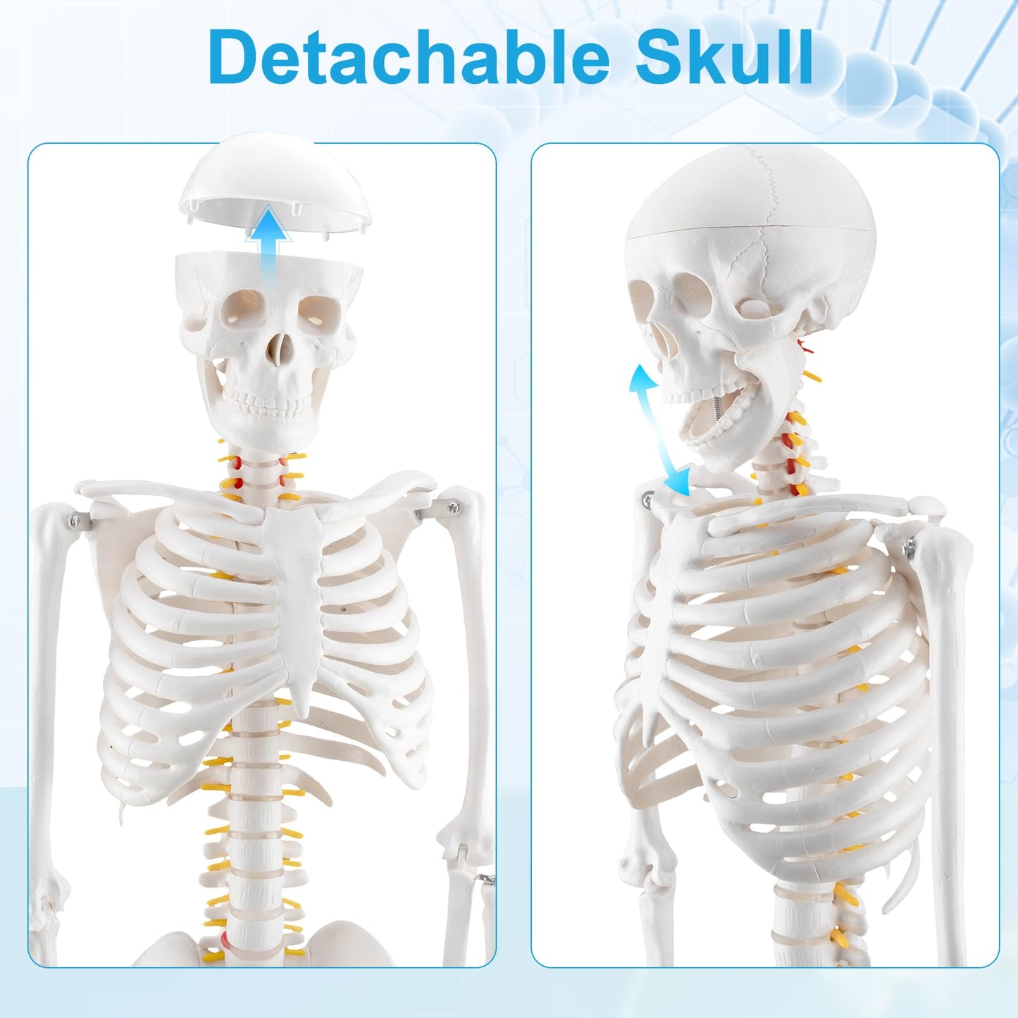 TYRRDE 33.4-Inch Human Skeleton Model – Mini Skeleton Anatomy Model with Nerves, Removable Arms & Legs, Scientific Study Painted Skeleton Model for Clear, Realistic Details with Display Base (Beige)