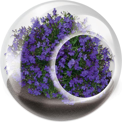 Unique Gardener Tiny Terrarium Plant Seeds 6 Variety Pack, DIY Indoor Succulents and Live Plants for Home or Garden Planting, Assorted Flowering Pack