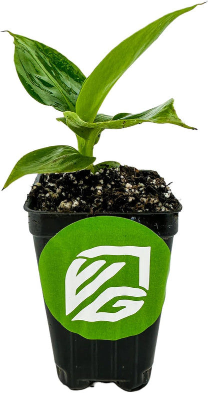 Little Prince Banana - Musa 'Little Prince' by Wellspring Gardens - Ornamental Tropical Beauty for Container Gardening