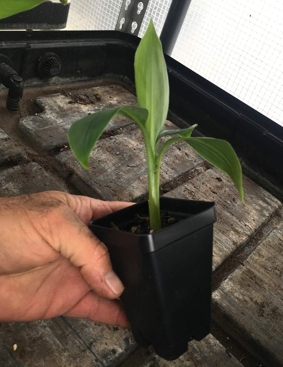 LEGENDARY-YES Grand Nain Chiquita Banana Tree - Live Dwarf Banana Plant