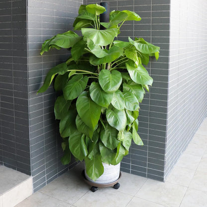 Sanbege 12.8" Pack 2 Resin Plant Caddy with Wheels, Round Plant Pallet, Plant Pot Trolley, of (Brown)