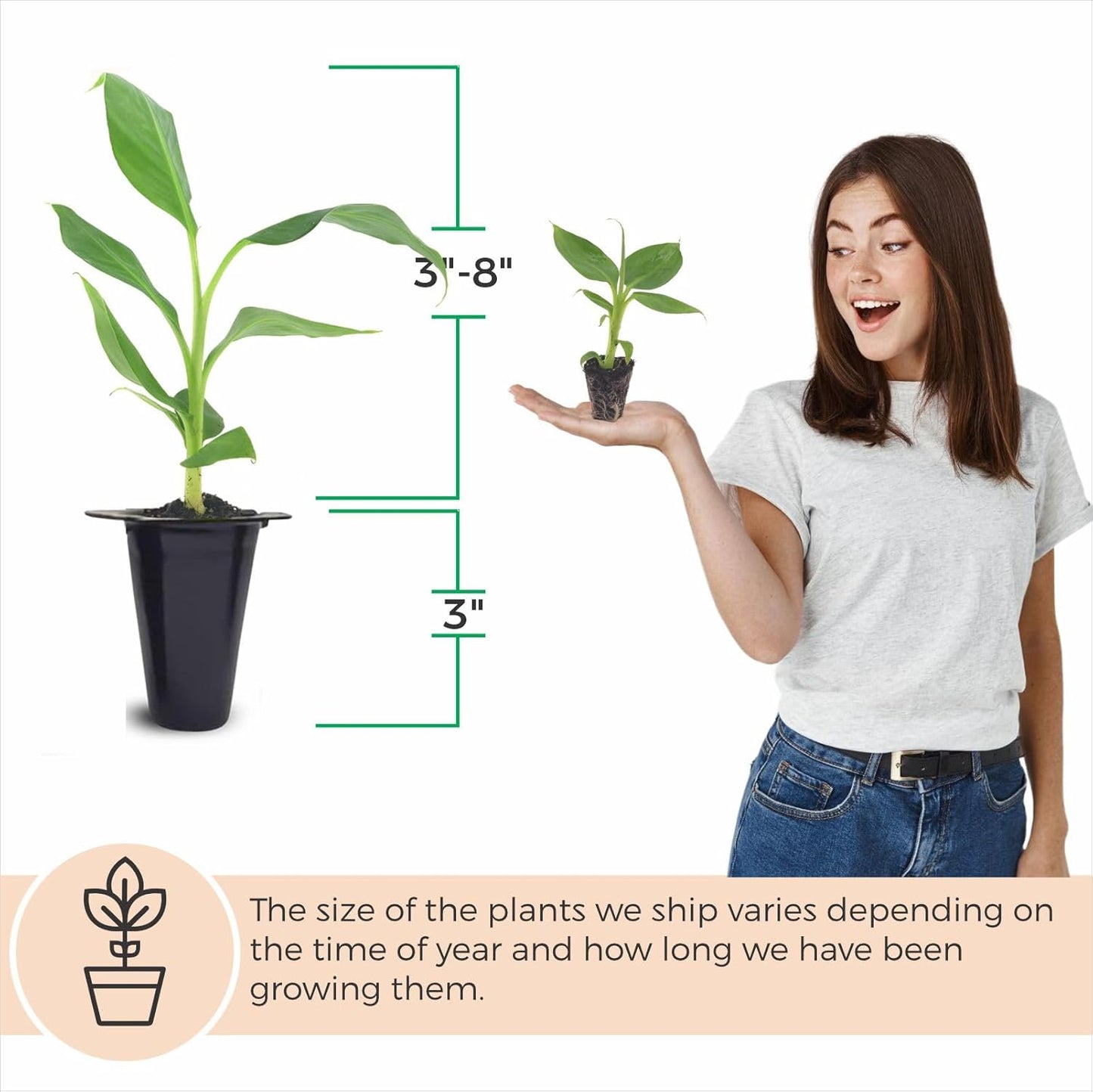 (4 Pack) Banana Trees Grand Nain | Easy to Grow Banana Plants | Edible Fruit Live Plant for Sustainable Living | Grow