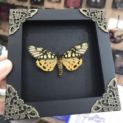 Real Yellow Tiger Moth Open Wings Butterfly Taxidermy Black Frame Shadow Box Preserved Insect Specimen Gothic Aesthetic Dark Academia Oddities Curiosities Home Decor Collectors Gift K12-124-DE