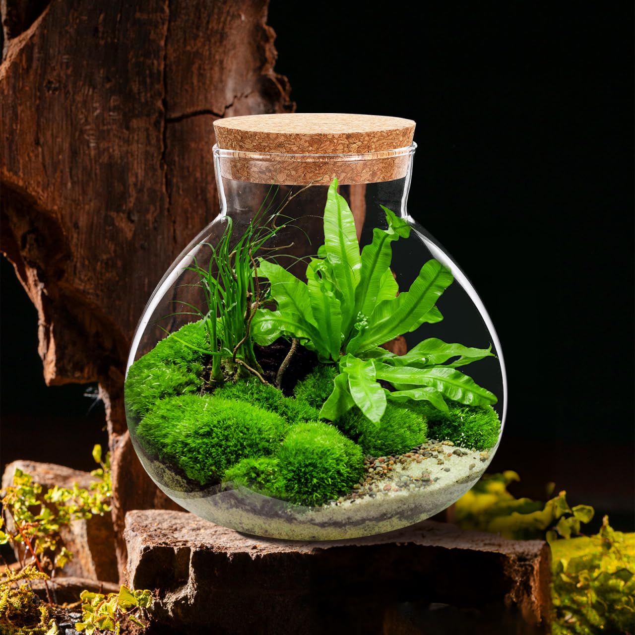 YARNOW Terrarium Bottle with Cork Lid 5.5 Inch Clear Glass Jar for Diy Micro Landscape Succulent Plant Moss Display and Home Decoration
