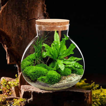 YARNOW Terrarium Bottle with Cork Lid 5.5 Inch Clear Glass Jar for Diy Micro Landscape Succulent Plant Moss Display and Home Decoration
