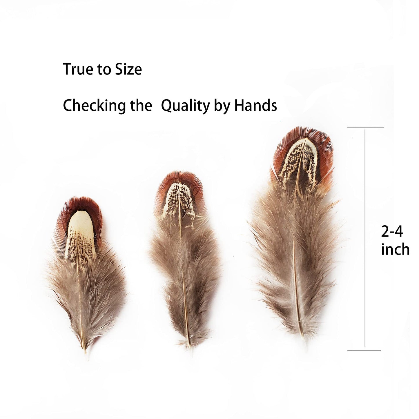 200 pcs Natural Pheasant Plumage Feathers 2-3 Inches Plumage Feathers for Sewing Crafts Clothing Decorating Accessories -Nature
