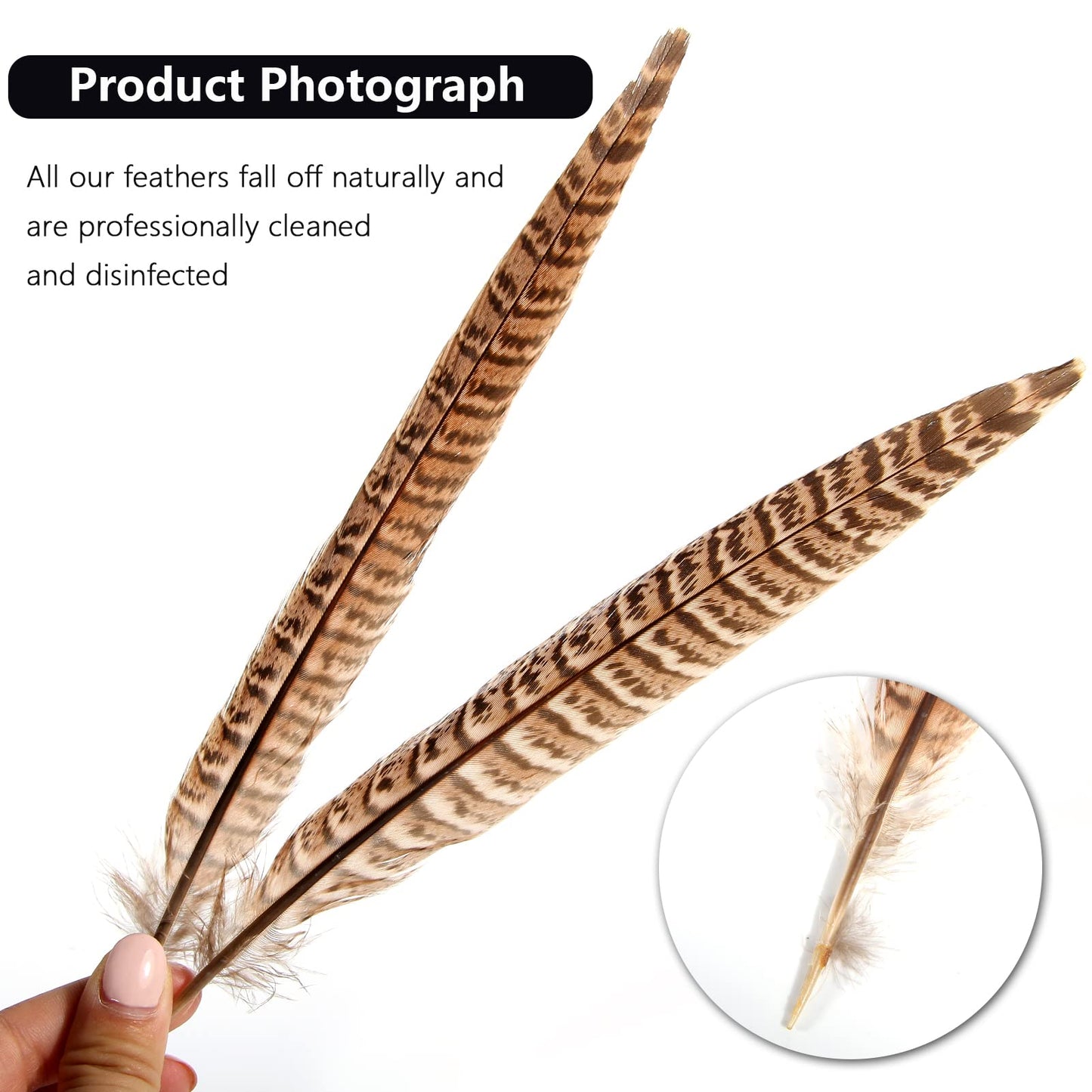 THARAHT 24pcs Female Ringneck Pheasant Tails Feathers Natural Feathers 10-12inch 25-30cm for Crafts Home Wedding Party Performance DIY Decoration Female Pheasant Feathers