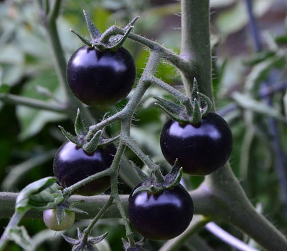NIKA SEEDS 20 Seeds Tomato Indigo Rose Seeds