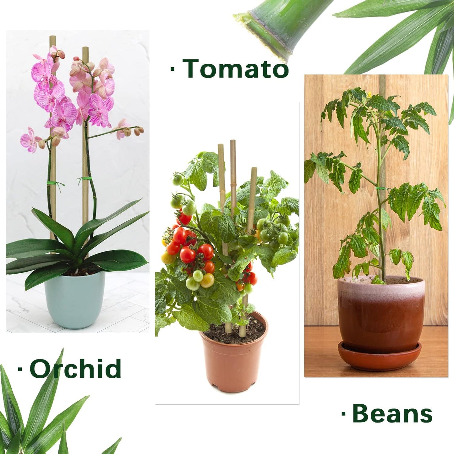 BOVITRO 12-Inch Natural Bamboo Plant Stakes - 20 Pcs Support for Tomatoes, Beans & Potted Plants