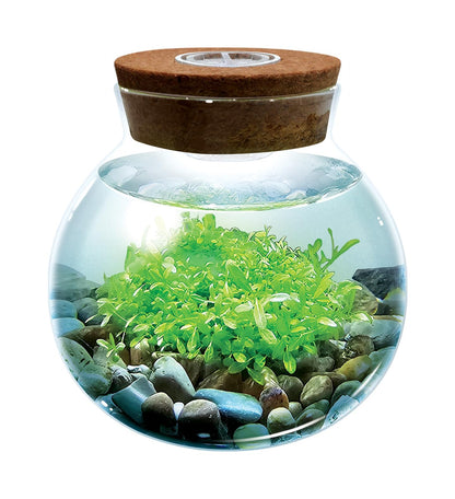 WaterPlants- Create Your Own Lush and Soothing Aquascape Terrarium Starter Kit, Indoor Plant Glass Globe Terrariums with Powerful 3 LED Light and Complete Supplies, Just Add Water!