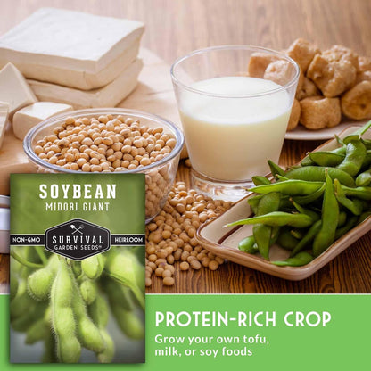 (3 Packs) Midori Giant Soybean Seeds for Planting - Grow Protein-Rich Edamame Pods in Your Home Vegetable Garden
