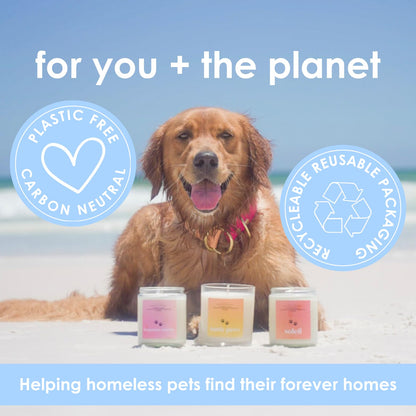 Pet Safe Candle for Dogs | Non Toxic Coconut Apricot Wax Candle | Clean Burning, Paraffin-Free | Pet Odor Eliminating Home Fragrance | Pumpkin Spice | 4 oz